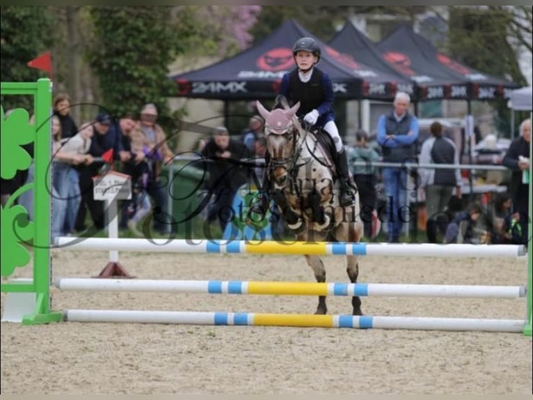 Duitse rijpony Mix Merrie 9 Jaar 120 cm Roan-Bay in Hohenseeden