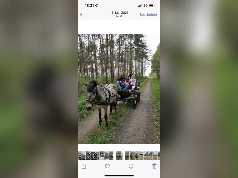 Duitse rijpony Mix Merrie 9 Jaar 120 cm Roan-Bay in Hohenseeden