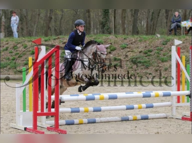 Duitse rijpony Mix Merrie 9 Jaar 120 cm Roan-Bay in Hohenseeden