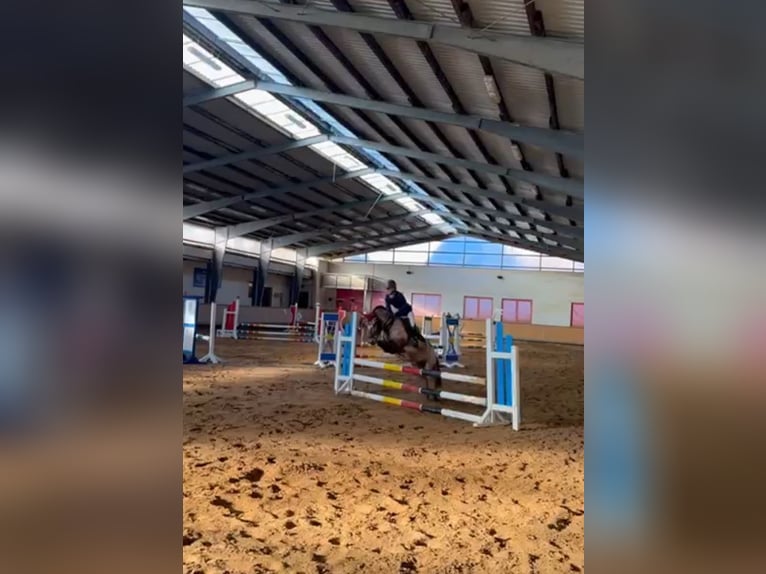 Duitse rijpony Mix Merrie 9 Jaar 120 cm Roan-Bay in Hohenseeden