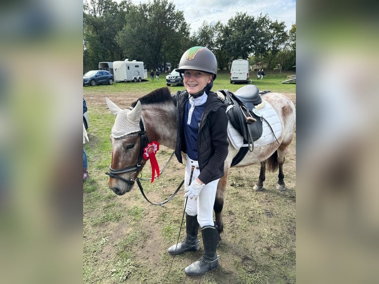 Duitse rijpony Mix Merrie 9 Jaar 120 cm Roan-Bay in Hohenseeden