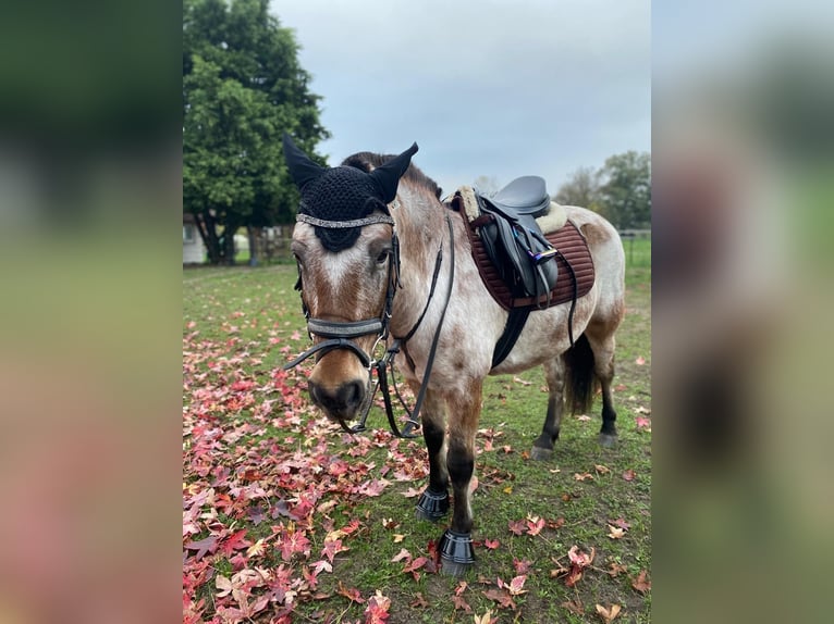 Duitse rijpony Mix Merrie 9 Jaar 120 cm Roan-Bay in Hohenseeden