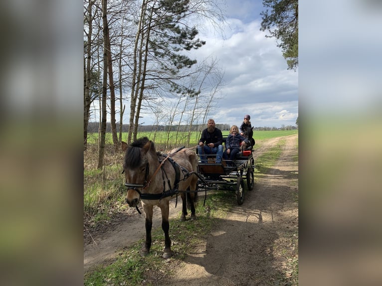 Duitse rijpony Mix Merrie 9 Jaar 120 cm Roan-Bay in Hohenseeden