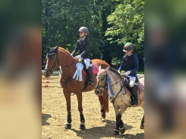 Duitse rijpony Mix Merrie 9 Jaar 120 cm Roan-Bay in Hohenseeden