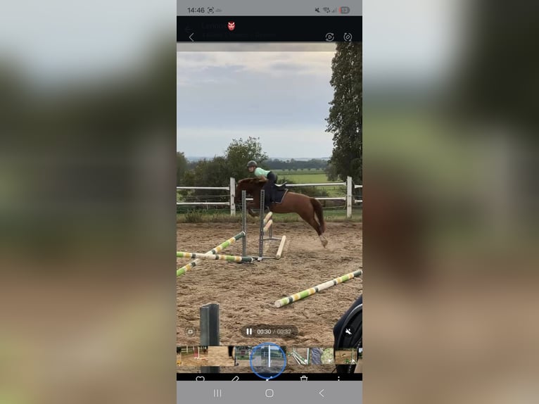 Duitse rijpony Mix Merrie 9 Jaar 135 cm Vos in Glaubitz