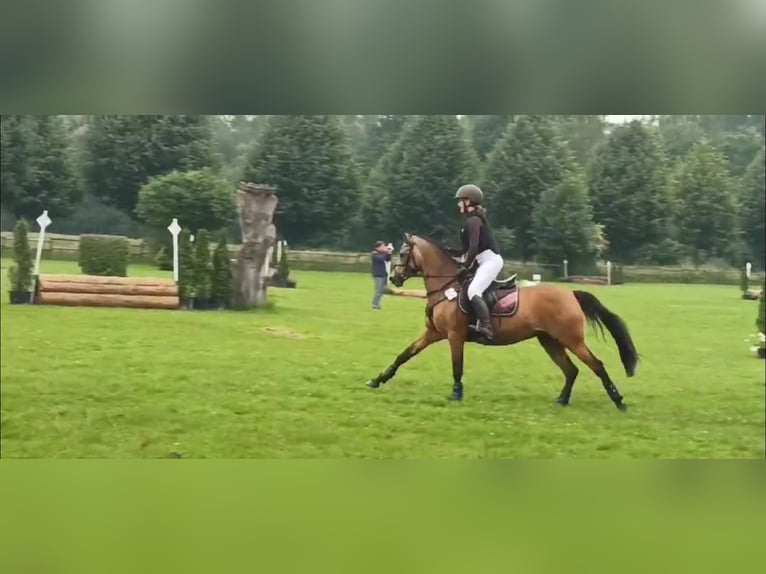 Duitse rijpony Merrie 9 Jaar 136 cm Falbe in Schmallenberg