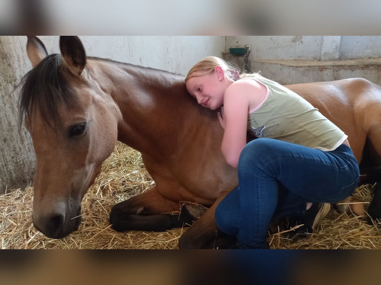 Duitse rijpony Merrie 9 Jaar 136 cm Falbe in Schmallenberg