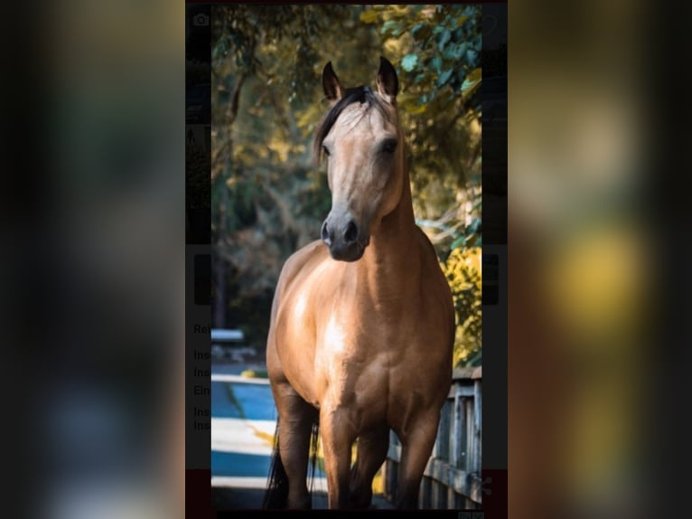 Duitse rijpony Merrie 9 Jaar 136 cm Falbe in Schmallenberg