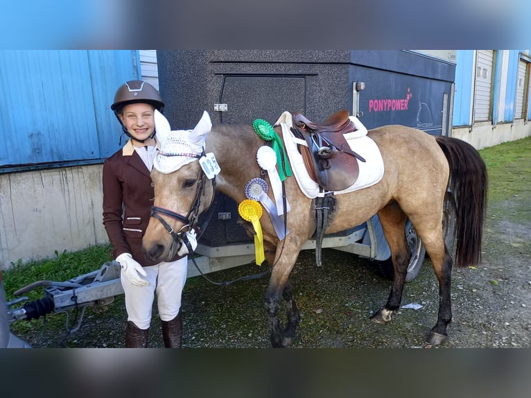 Duitse rijpony Merrie 9 Jaar 136 cm Falbe in Schmallenberg