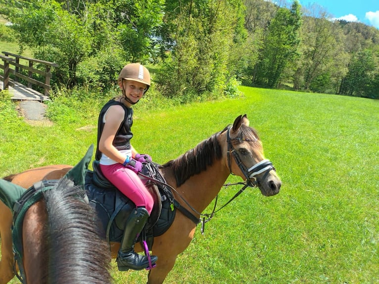 Duitse rijpony Merrie 9 Jaar 136 cm Falbe in Schmallenberg