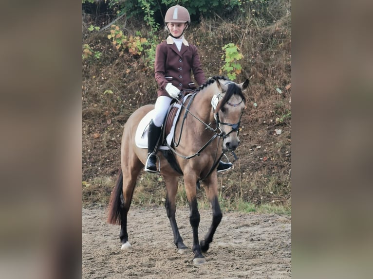 Duitse rijpony Merrie 9 Jaar 136 cm Falbe in Schmallenberg