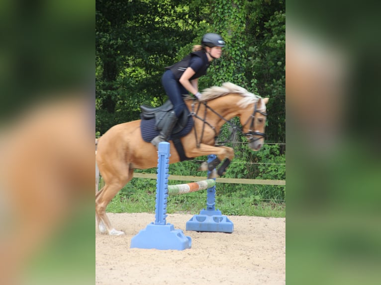 Duitse rijpony Merrie 9 Jaar 138 cm Palomino in Rheine