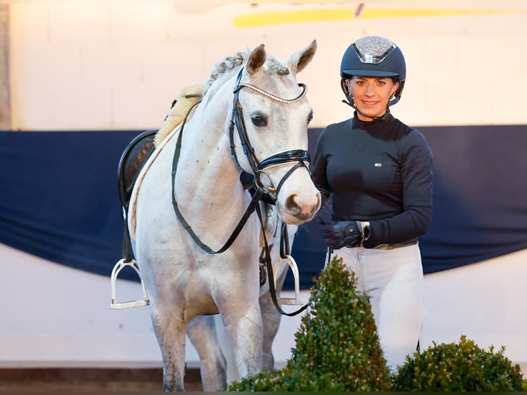 Duitse rijpony Merrie 9 Jaar 138 cm Schimmel in Marsberg