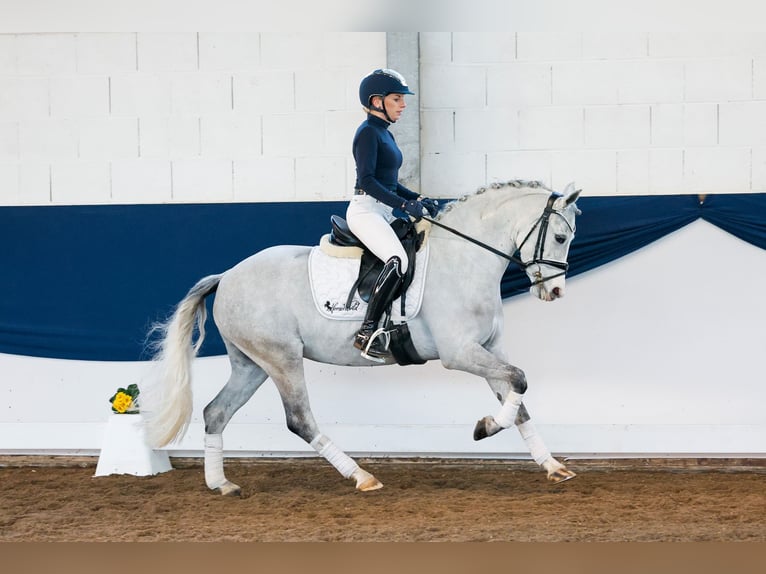 Duitse rijpony Merrie 9 Jaar 138 cm Schimmel in Marsberg