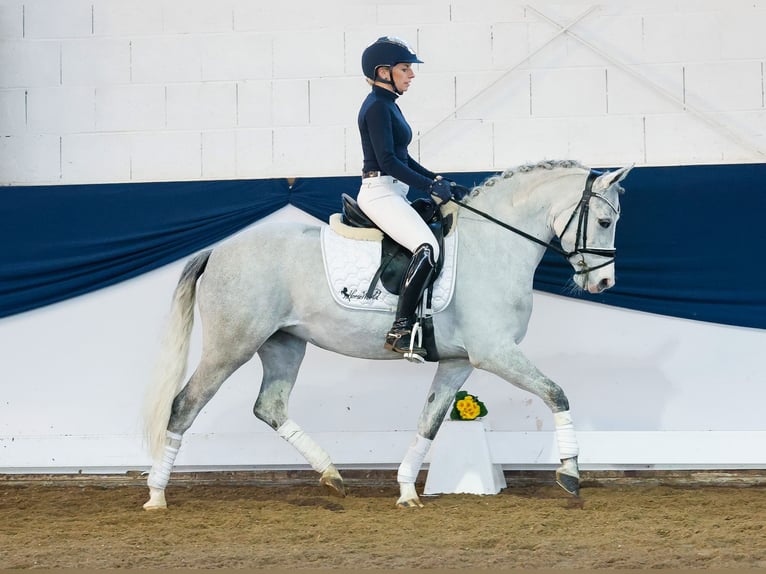 Duitse rijpony Merrie 9 Jaar 138 cm Schimmel in Marsberg