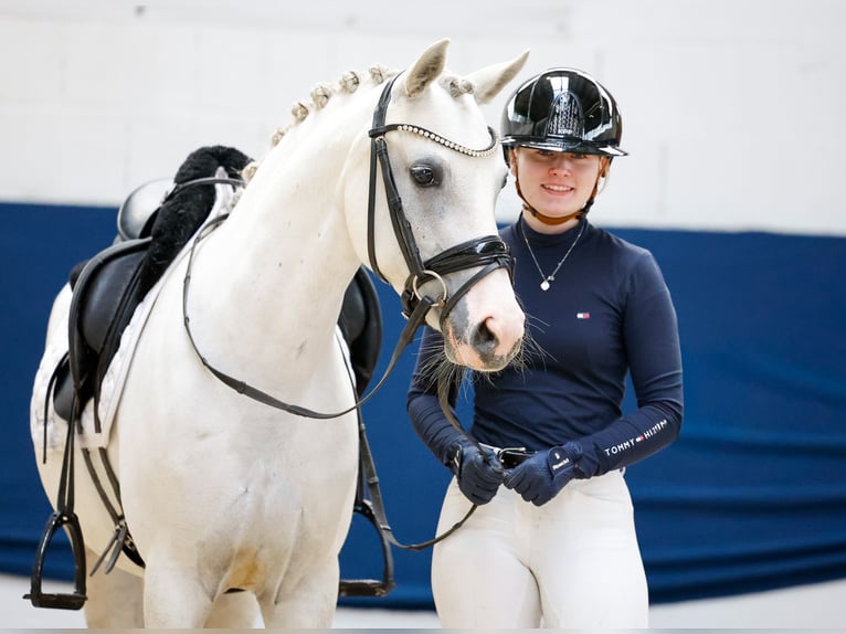 Duitse rijpony Merrie 9 Jaar 139 cm Schimmel in Marsberg