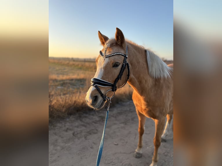 Duitse rijpony Merrie 9 Jaar 140 cm Palomino in Stahnsdorf