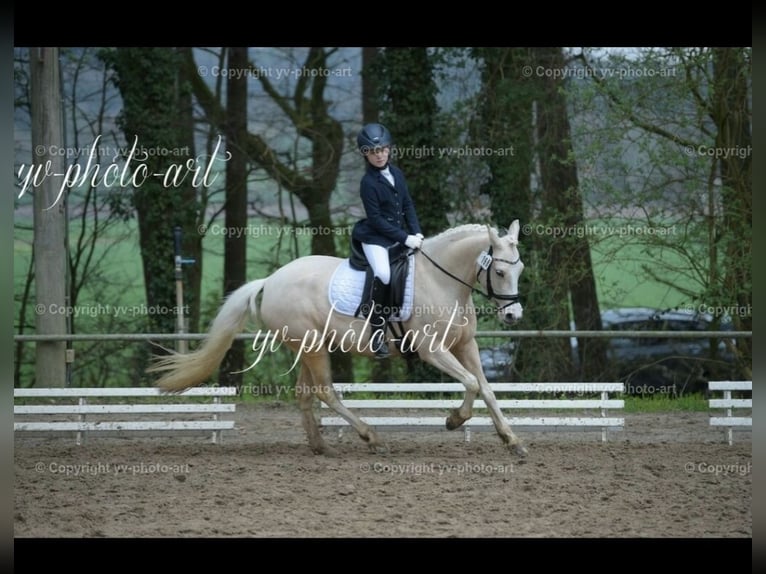 Duitse rijpony Merrie 9 Jaar 140 cm Palomino in Recke