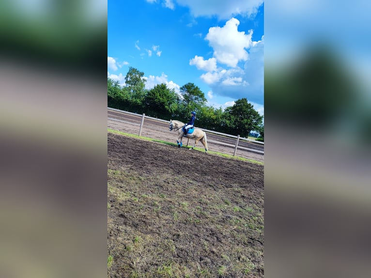 Duitse rijpony Merrie 9 Jaar 140 cm Palomino in Recke