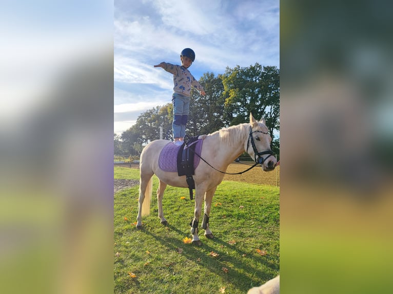 Duitse rijpony Merrie 9 Jaar 140 cm Palomino in Recke