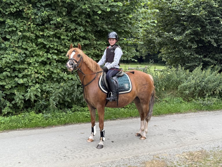 Duitse rijpony Merrie 9 Jaar 140 cm Vos in Brilon