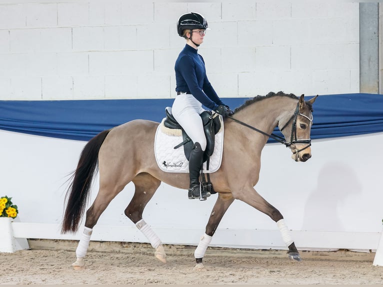 Duitse rijpony Merrie 9 Jaar 141 cm Falbe in Marsberg