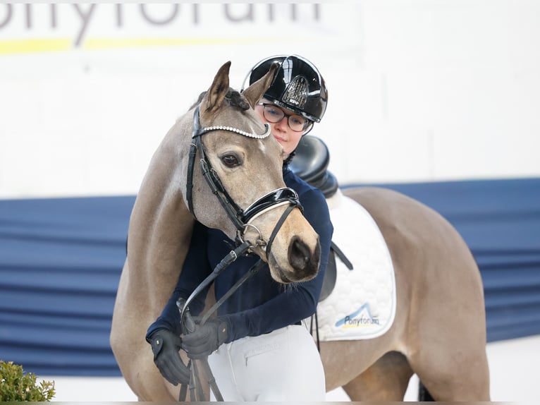 Duitse rijpony Merrie 9 Jaar 141 cm Falbe in Marsberg