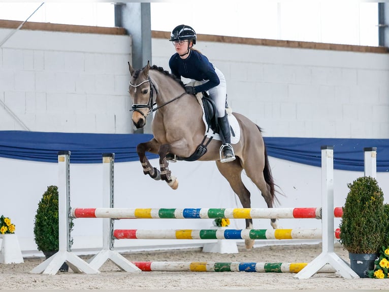 Duitse rijpony Merrie 9 Jaar 141 cm Falbe in Marsberg