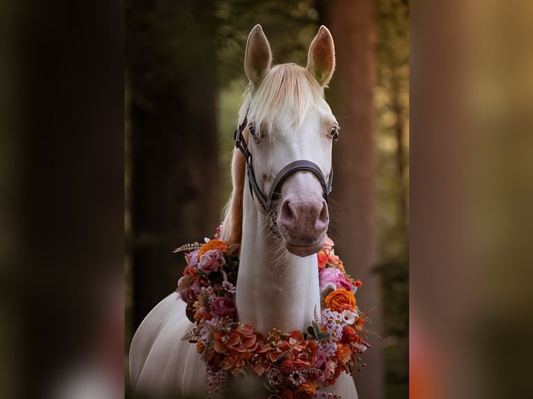 Duitse rijpony Merrie 9 Jaar 142 cm Perlino in Malderen