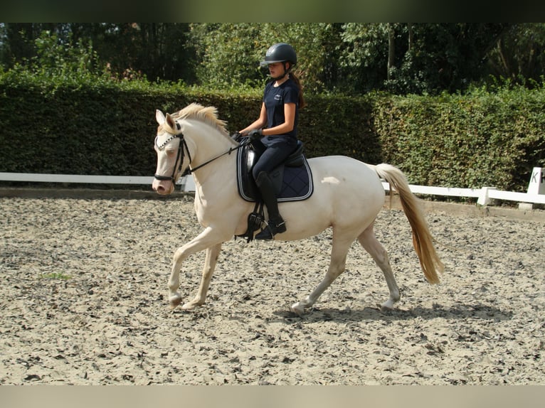 Duitse rijpony Merrie 9 Jaar 142 cm Perlino in Malderen