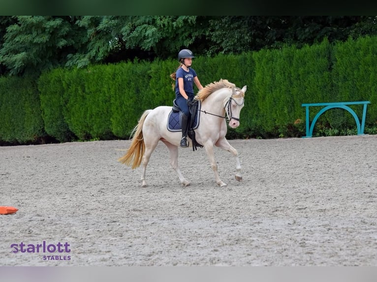 Duitse rijpony Merrie 9 Jaar 142 cm Perlino in Malderen