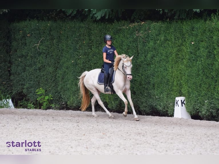 Duitse rijpony Merrie 9 Jaar 142 cm Perlino in Malderen