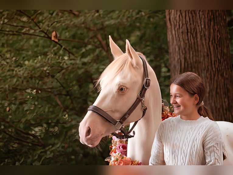 Duitse rijpony Merrie 9 Jaar 142 cm Perlino in Malderen
