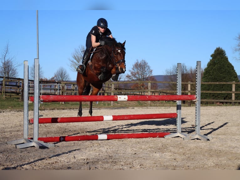 Duitse rijpony Merrie 9 Jaar 143 cm Bruin in Hessisch Oldendorf