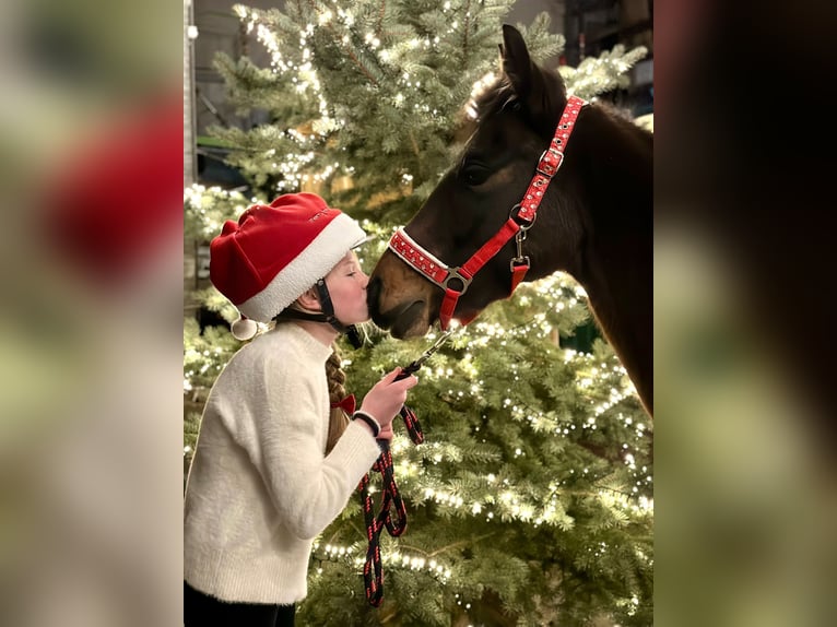Duitse rijpony Merrie 9 Jaar 143 cm Donkerbruin in Engstingen