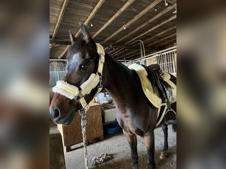 Duitse rijpony Merrie 9 Jaar 143 cm Donkerbruin in Engstingen