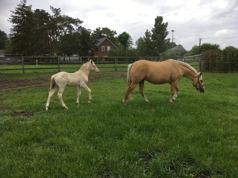 Duitse rijpony Merrie 9 Jaar 143 cm Palomino in Eydelstedt