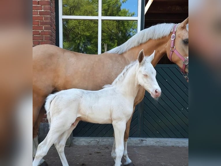 Duitse rijpony Merrie 9 Jaar 143 cm Palomino in Eydelstedt