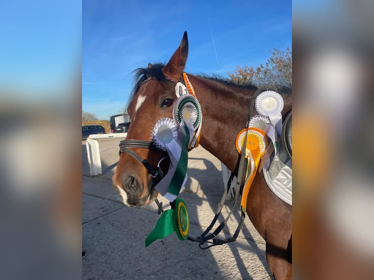Duitse rijpony Merrie 9 Jaar 144 cm Bruin in Erfurt