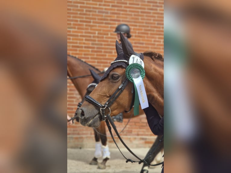 Duitse rijpony Merrie 9 Jaar 144 cm Donkere-vos in Petershagen