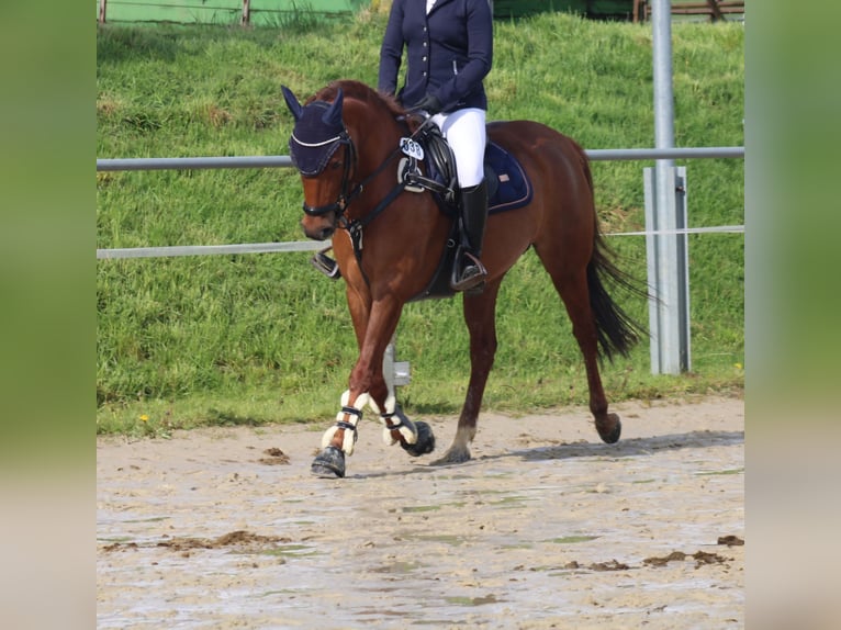 Duitse rijpony Merrie 9 Jaar 144 cm Donkere-vos in Petershagen