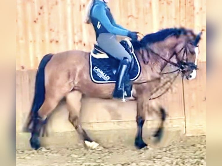 Duitse rijpony Merrie 9 Jaar 144 cm Falbe in Billerbeck