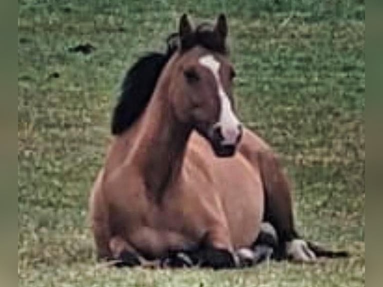 Duitse rijpony Merrie 9 Jaar 144 cm Falbe in Billerbeck