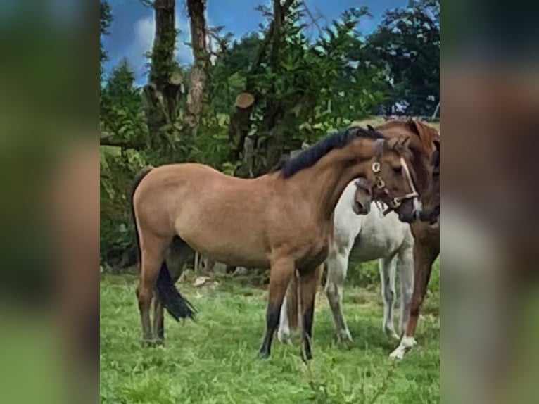 Duitse rijpony Merrie 9 Jaar 144 cm Falbe in Billerbeck