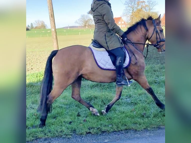 Duitse rijpony Merrie 9 Jaar 144 cm Falbe in Billerbeck
