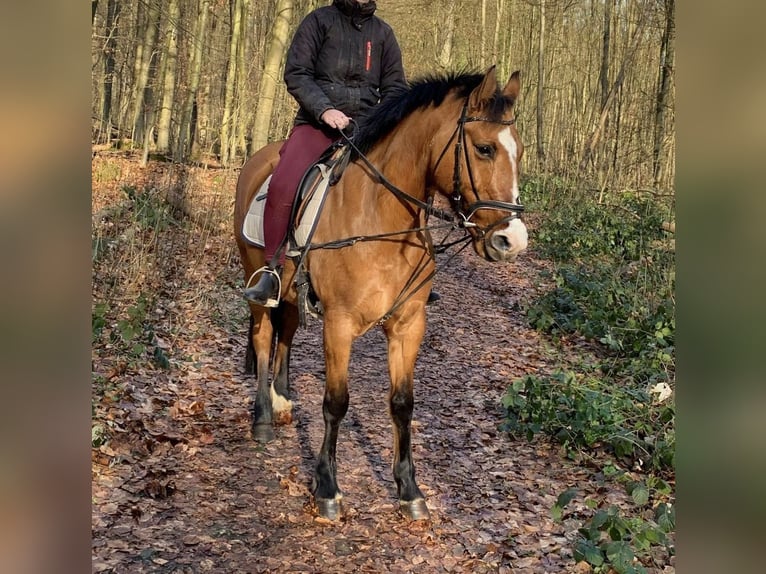 Duitse rijpony Merrie 9 Jaar 144 cm Falbe in Billerbeck