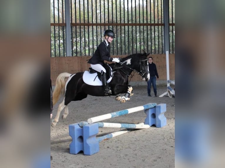 Duitse rijpony Merrie 9 Jaar 144 cm Gevlekt-paard in Wiesbaum