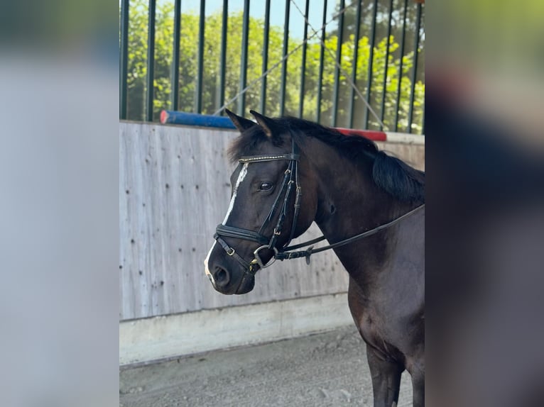 Duitse rijpony Merrie 9 Jaar 144 cm Gevlekt-paard in Wiesbaum