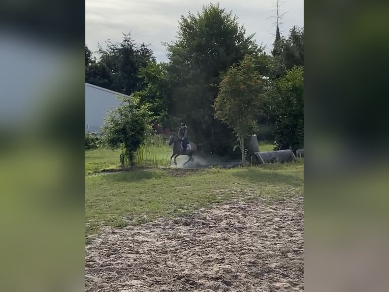 Duitse rijpony Merrie 9 Jaar 144 cm Schimmel in Ritterhude