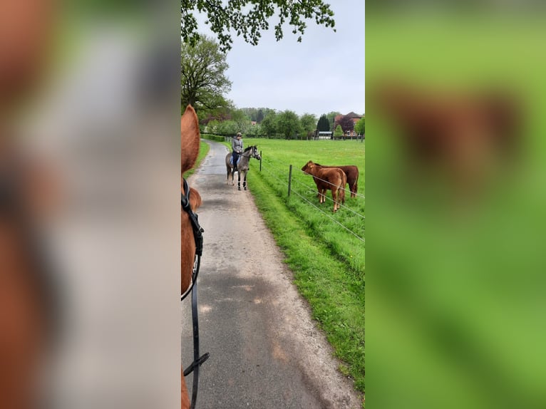 Duitse rijpony Merrie 9 Jaar 144 cm Schimmel in Ritterhude